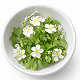 Bacopa Monnieri